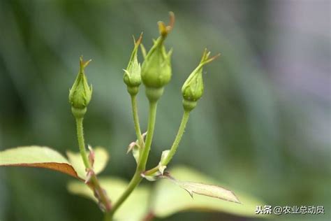 陽台可以種玫瑰花嗎|陽台可以種玫瑰花嗎？